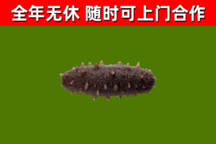 丽水烟酒回收干海参.jpg